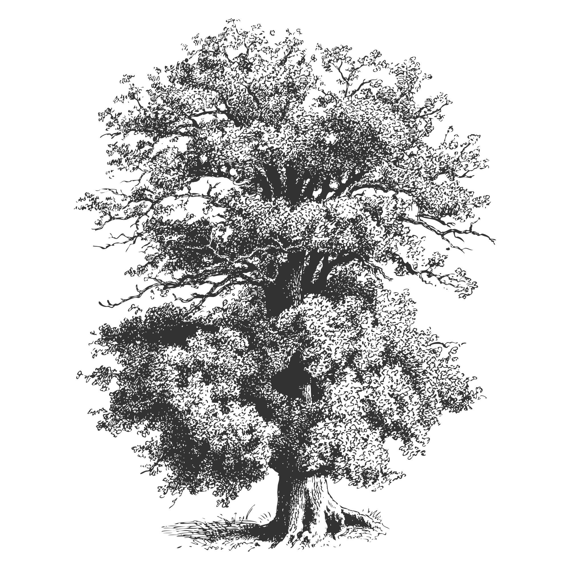 Eine Zeichnung eines alten Baumes